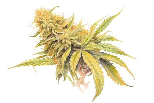 Cannabisblätter in Grün und Cannabisblüte in Farbe Eine Cannabis-Pflanze, die bunte Blumen trägt